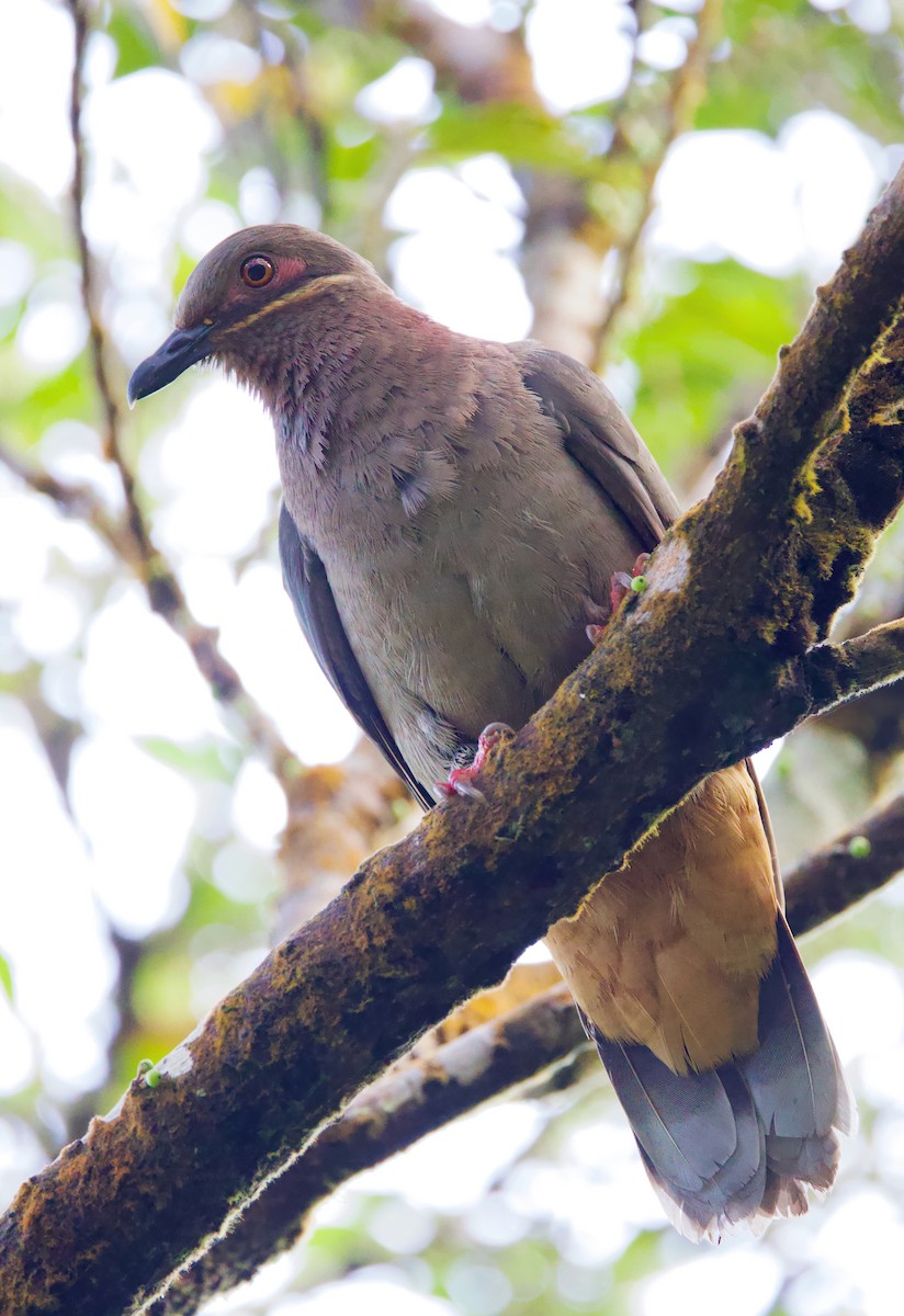 Amethyst Brown-Dove - ML635413859