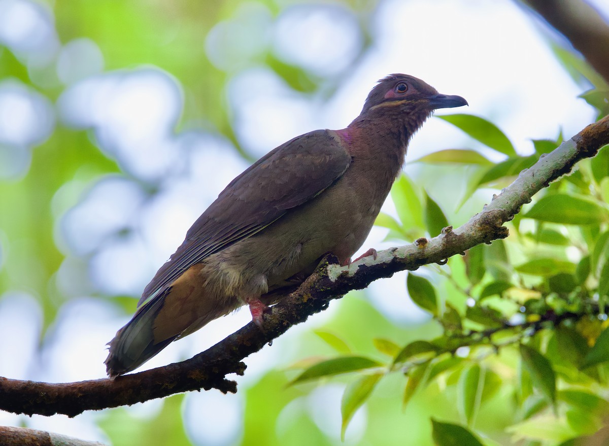 Amethyst Brown-Dove - ML635413861