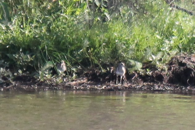 Australian Painted-Snipe - ML635413868