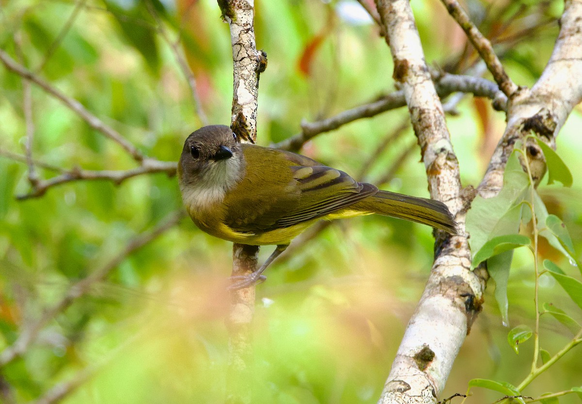 Yellow-bellied Whistler - ML635413879