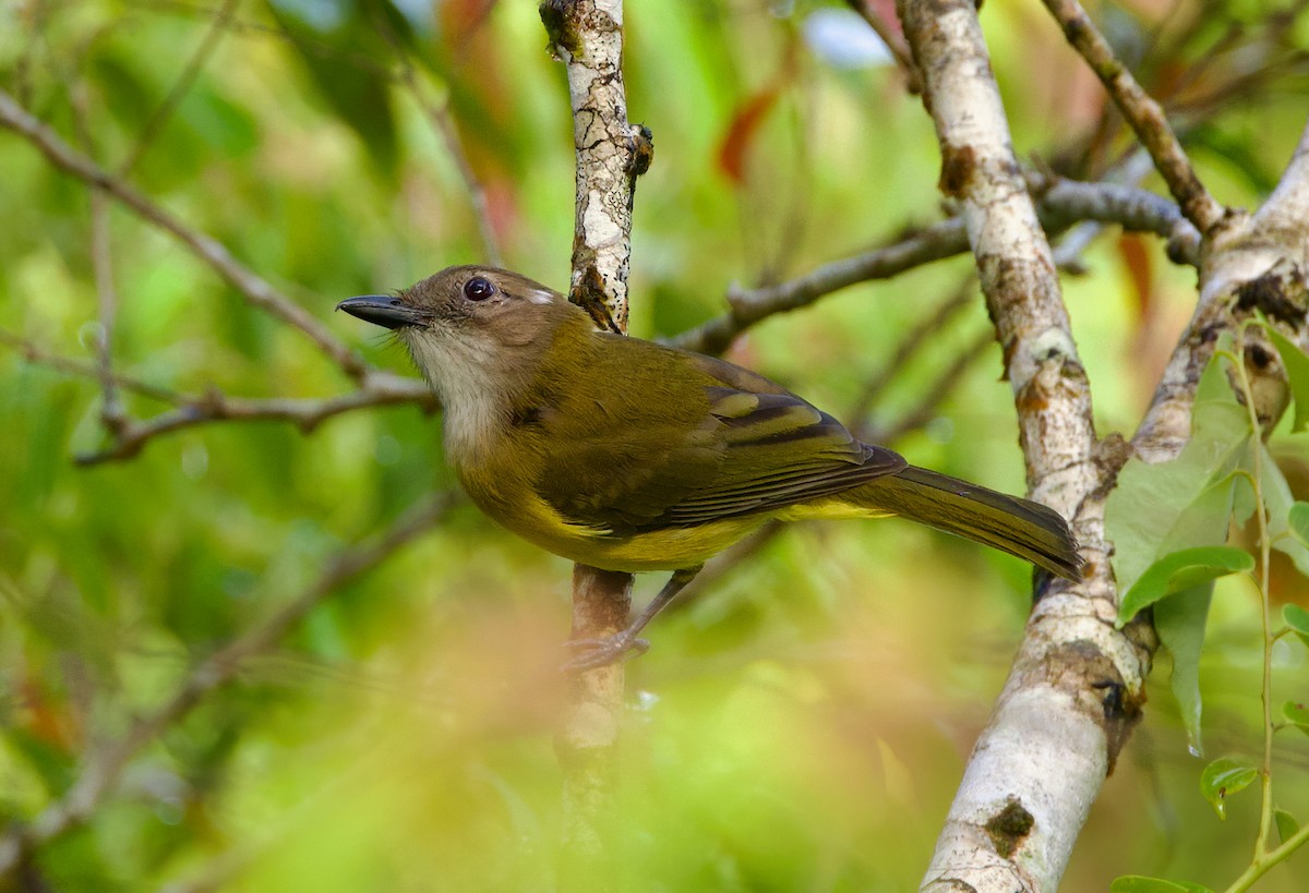 Yellow-bellied Whistler - ML635413880