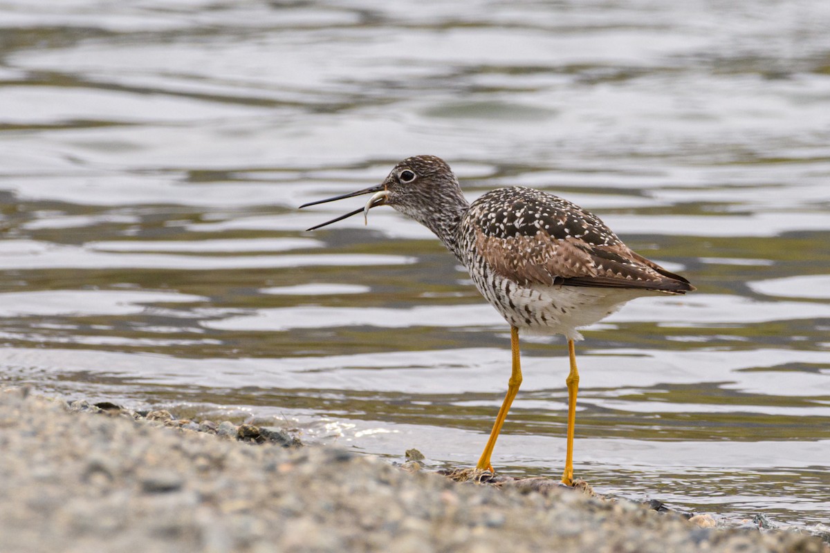 Greater Yellowlegs - ML635413926