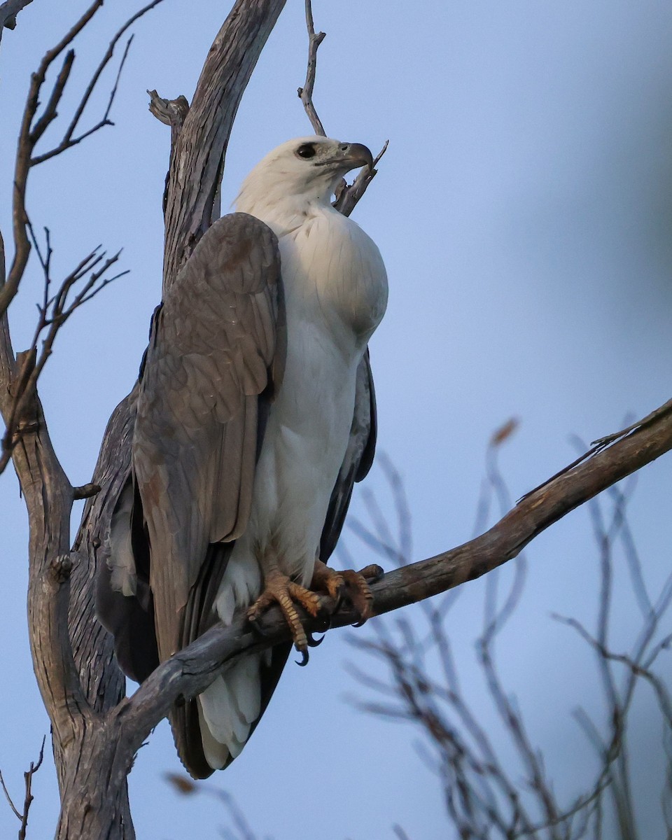 White-bellied Sea-Eagle - ML635413972