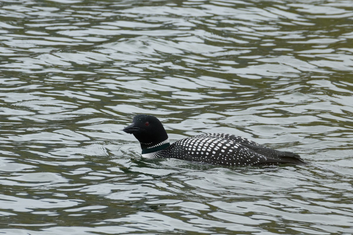 Common Loon - ML635414031