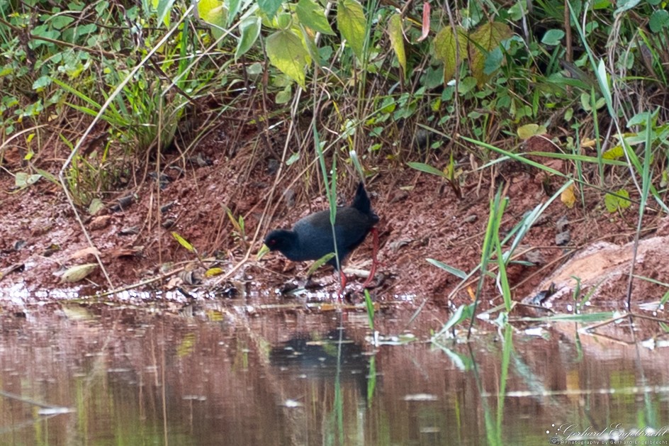 Black Crake - ML635414036