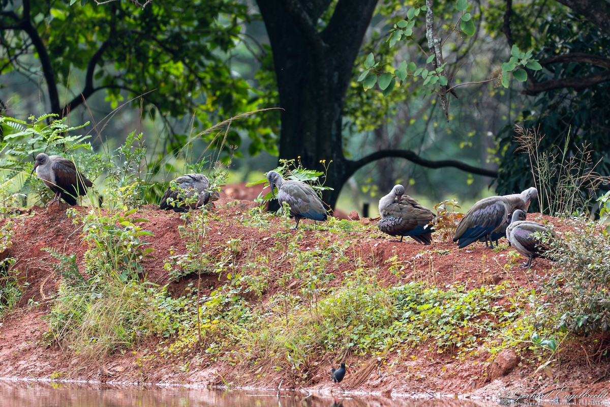 Hadada Ibis - ML635414043