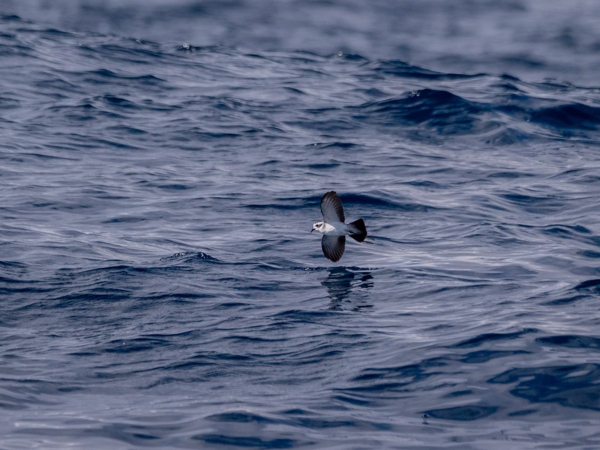 White-faced Storm-Petrel - ML635414100