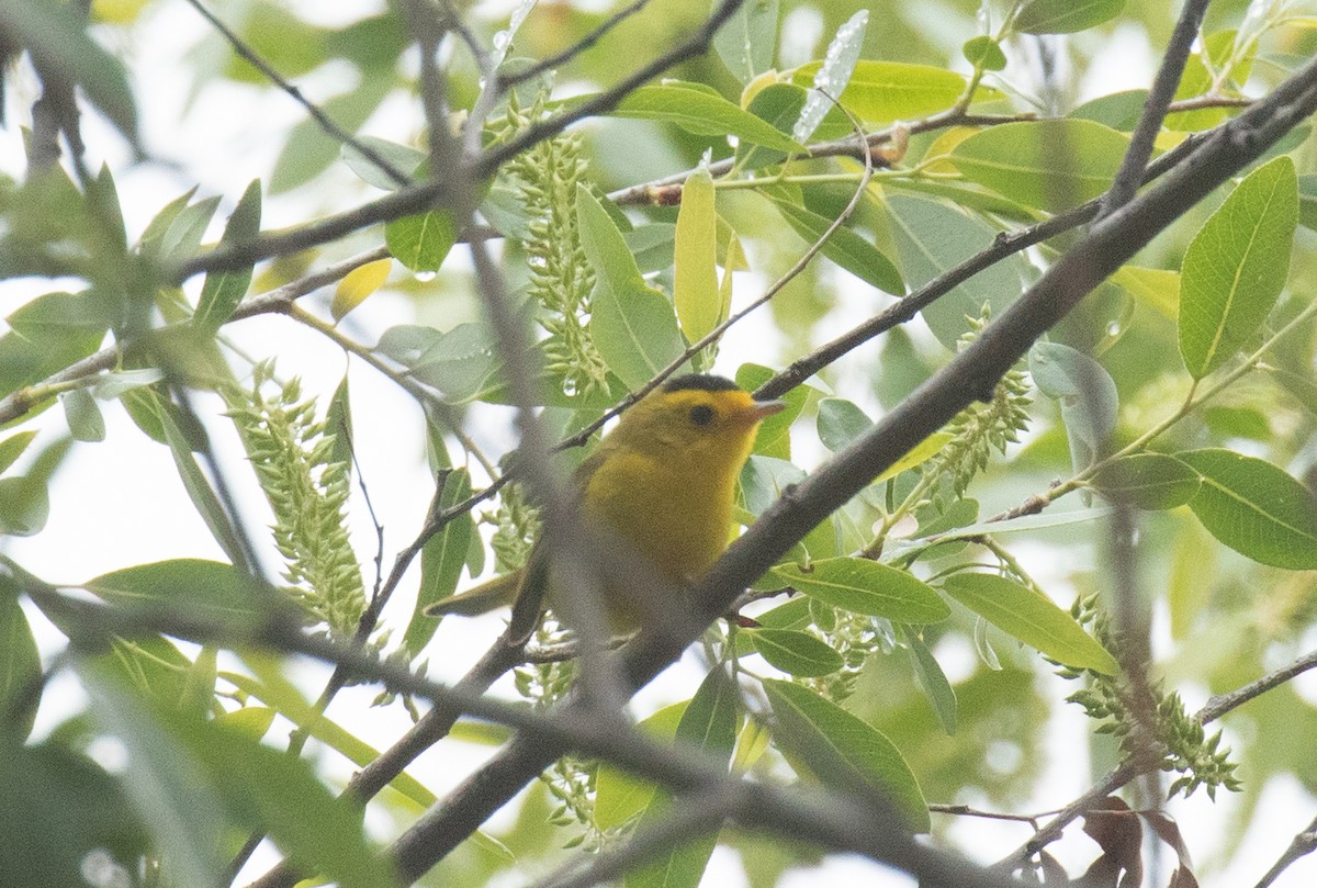 Wilson's Warbler - ML635414101