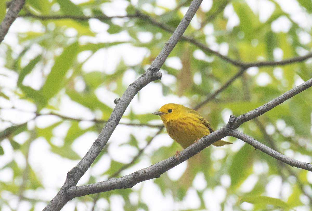 Yellow Warbler (Northern) - ML635414103