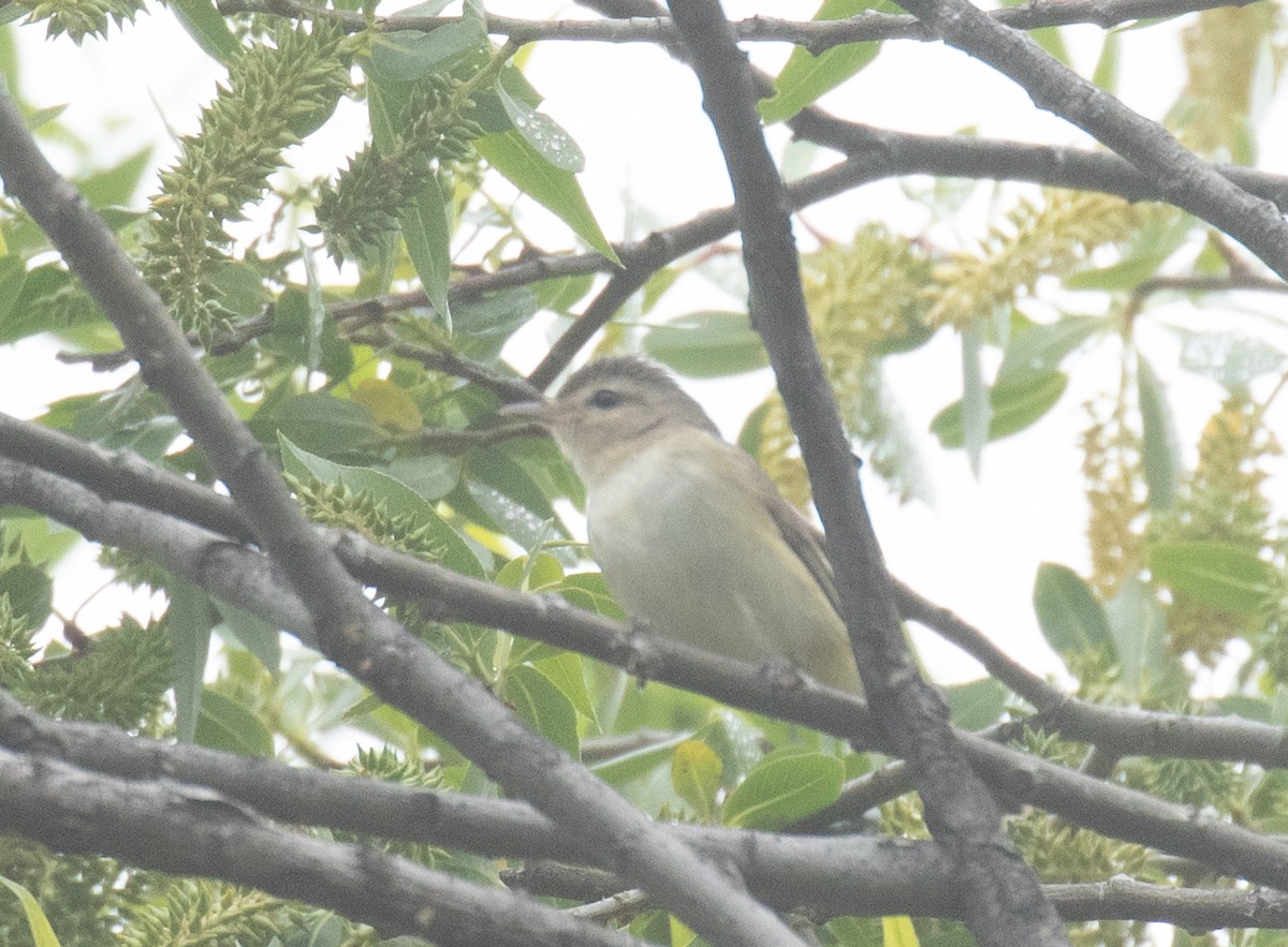 Warbling Vireo - ML635414108