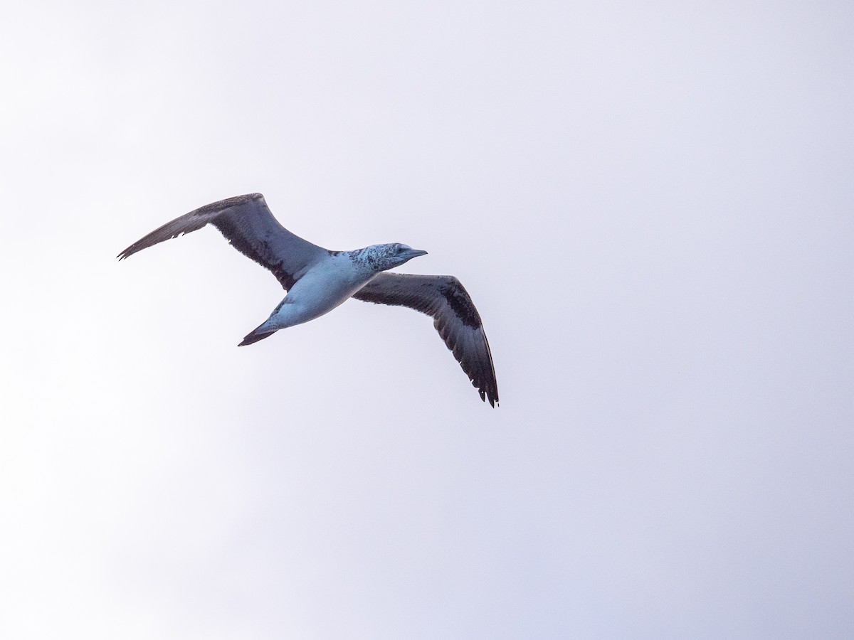 Australasian Gannet - ML635414117