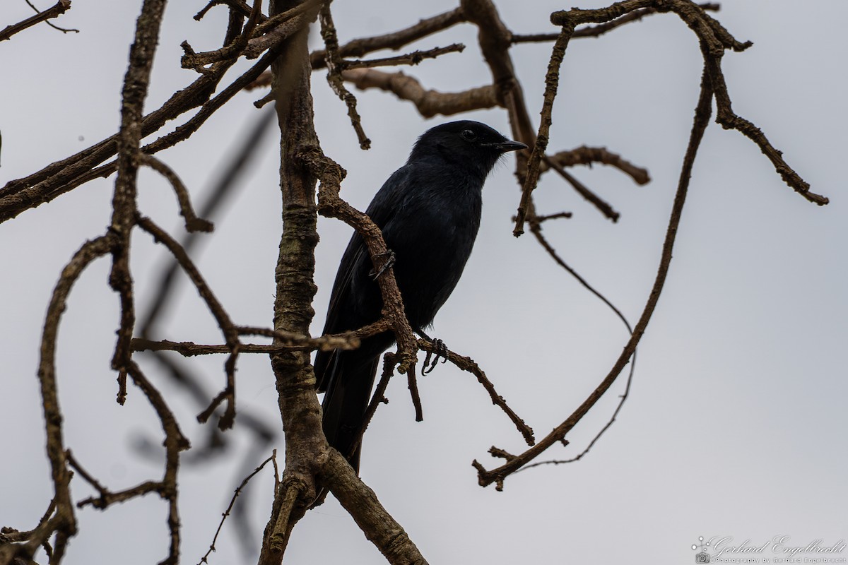 Fork-tailed Drongo - ML635414130