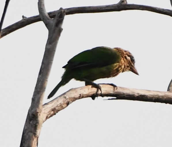 Grünbartvogel - ML635414185
