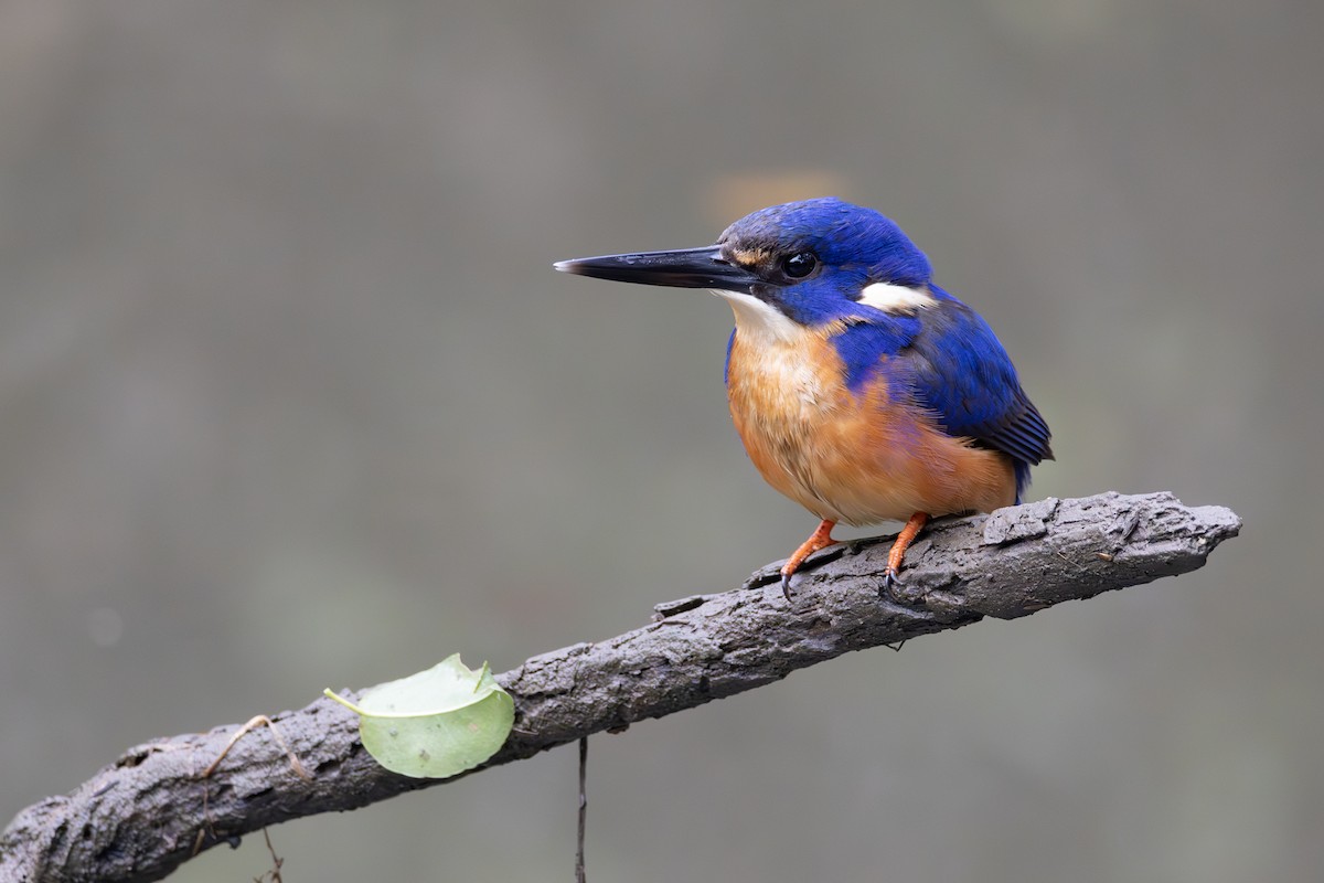 Azure Kingfisher - ML635414191