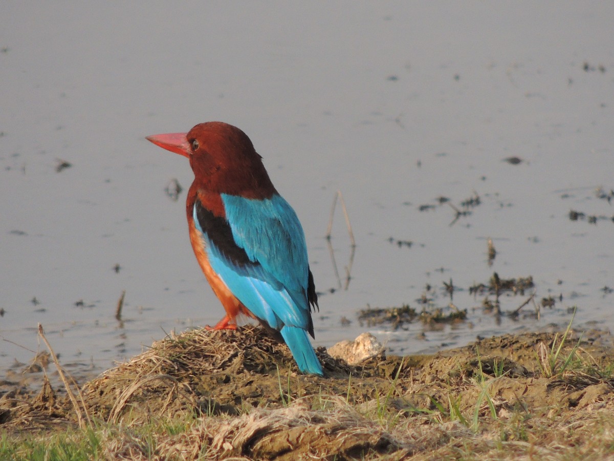 White-throated Kingfisher - ML635414197