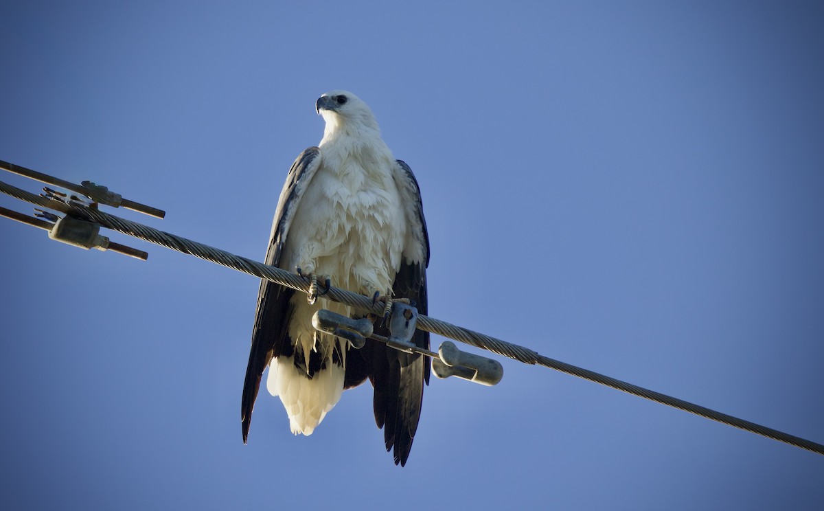 White-bellied Sea-Eagle - ML635414198