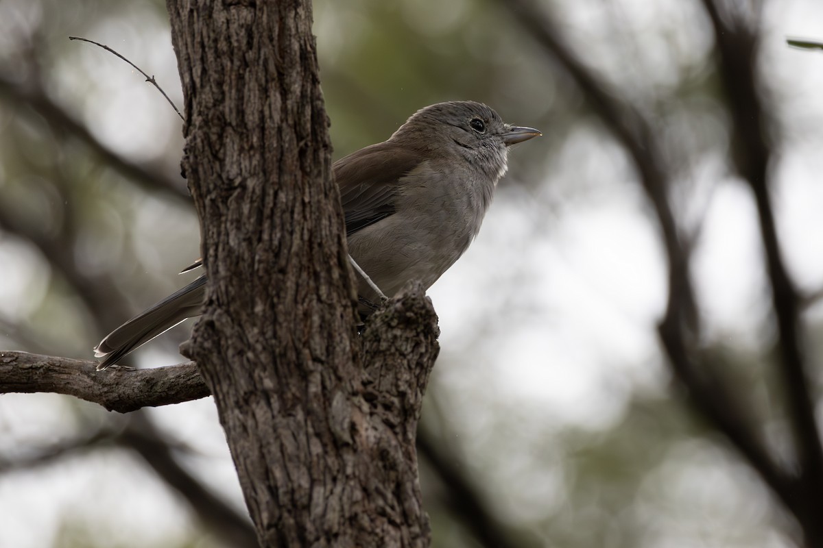 Gray Shrikethrush - ML635414199