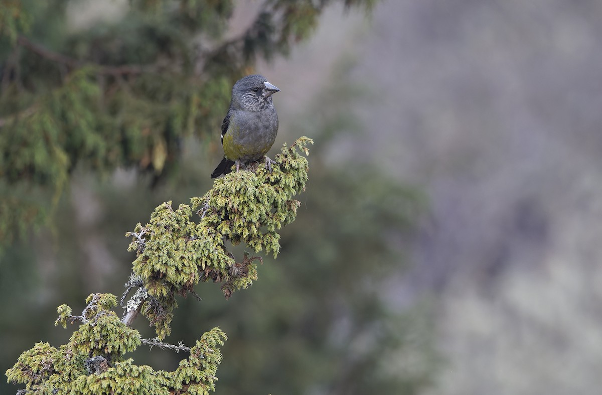 White-winged Grosbeak - ML635414200