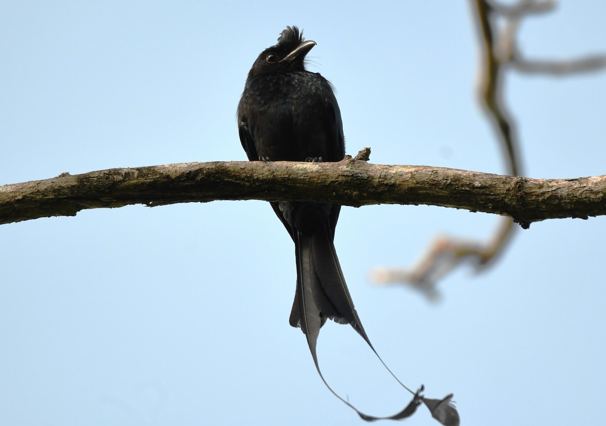 Greater Racket-tailed Drongo - ML635414204