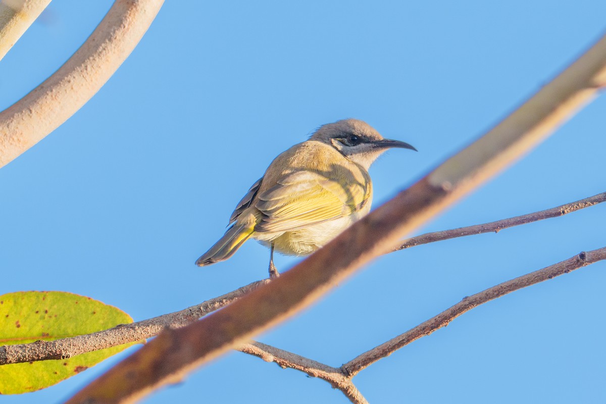 Brown Honeyeater - ML635414205