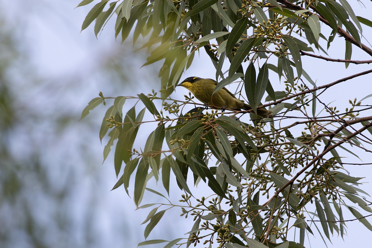 Yellow-tufted Honeyeater - ML635414206