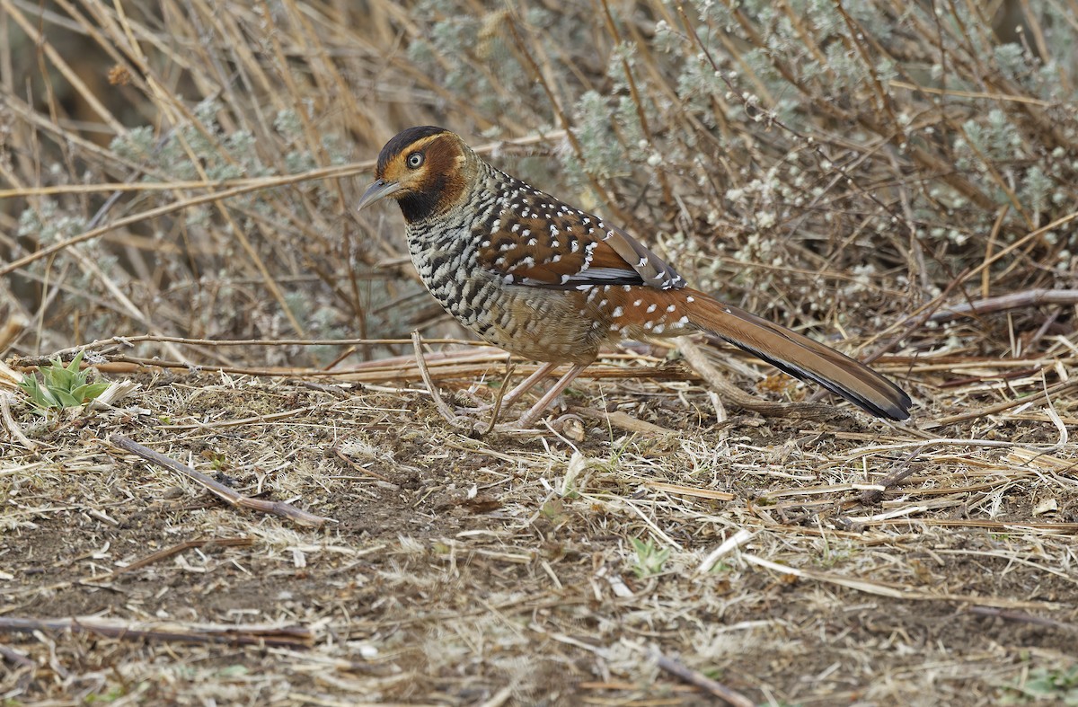 Spotted Laughingthrush - ML635414208