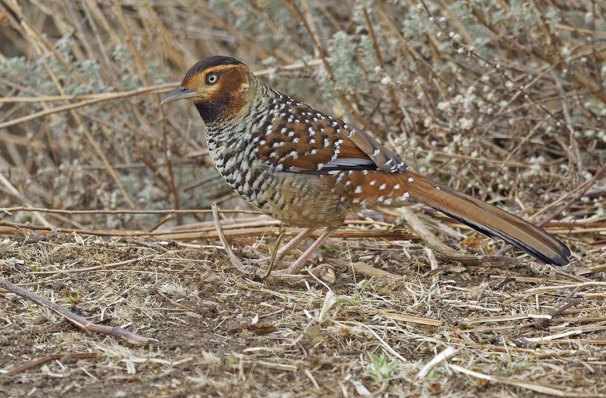 Spotted Laughingthrush - ML635414209
