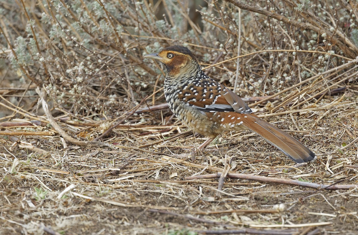 Spotted Laughingthrush - ML635414210