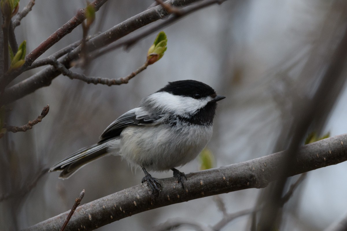 Black-capped Chickadee - ML635414211