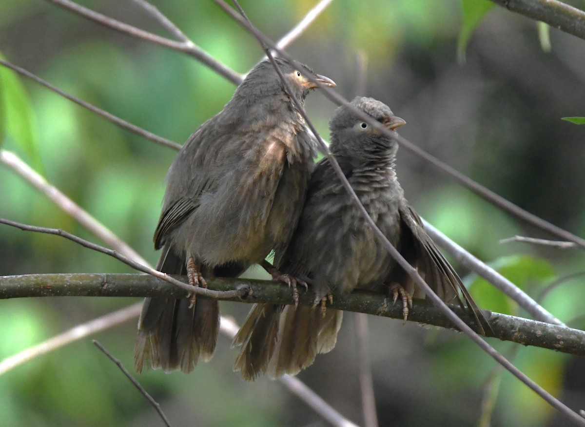 Jungle Babbler - ML635414212