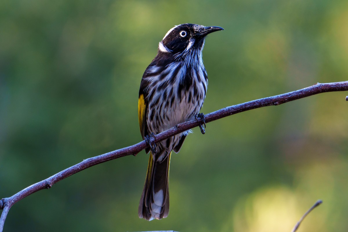 New Holland Honeyeater - ML635414214
