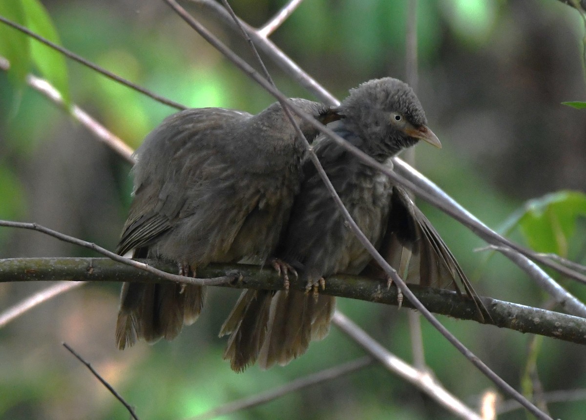 Jungle Babbler - ML635414215