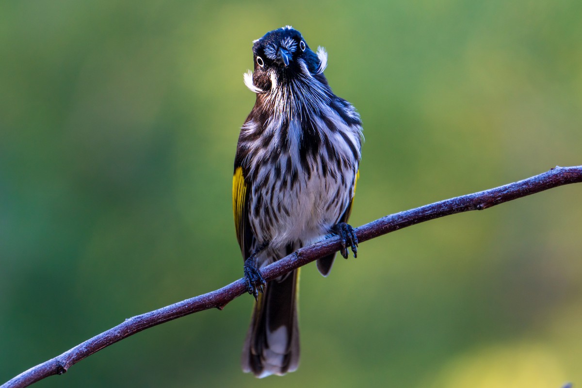 New Holland Honeyeater - ML635414216