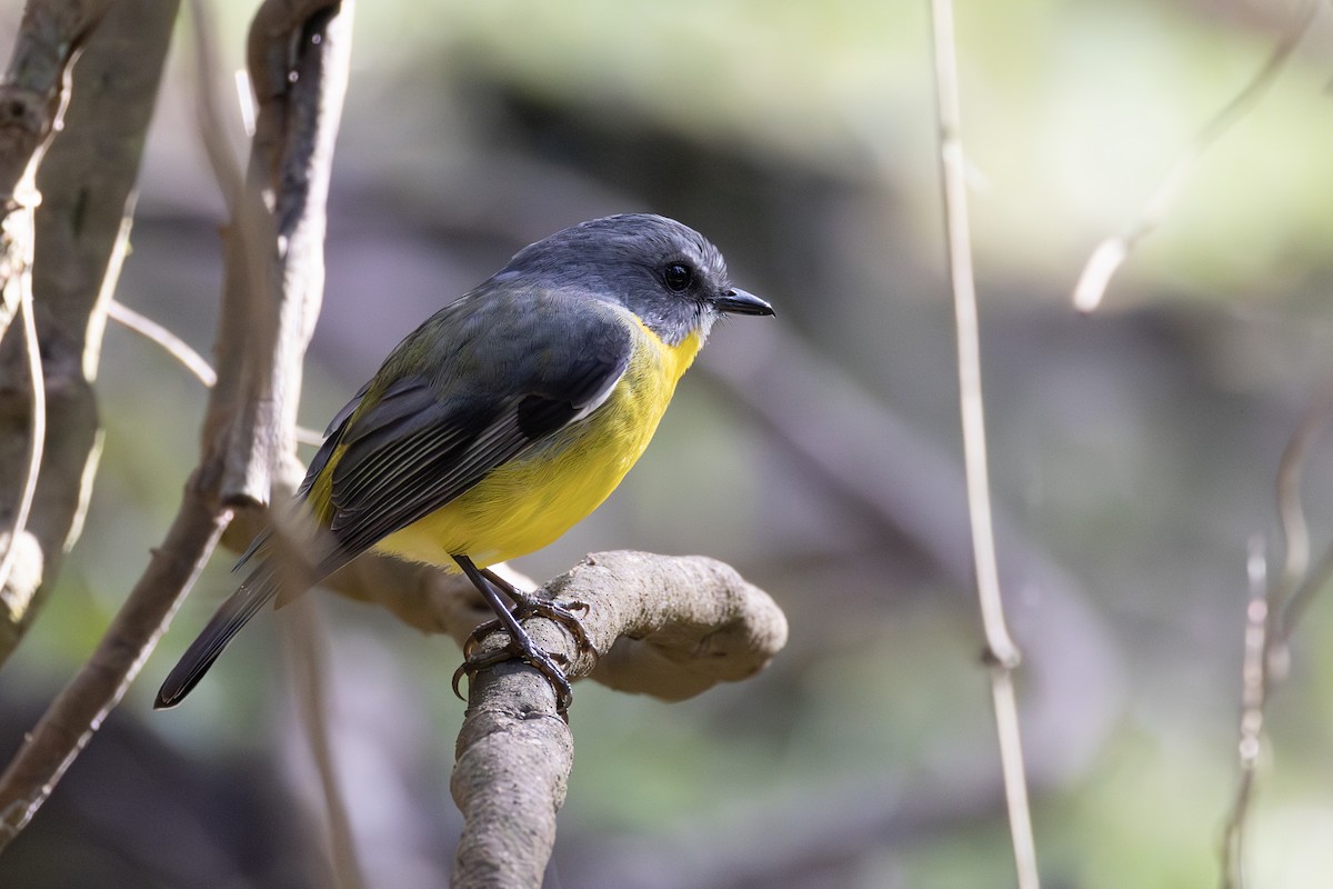 Eastern Yellow Robin - ML635414217