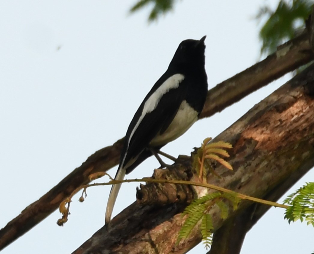 Oriental Magpie-Robin - ML635414218