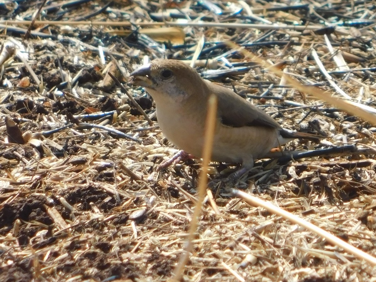 Indian Silverbill - ML635414219