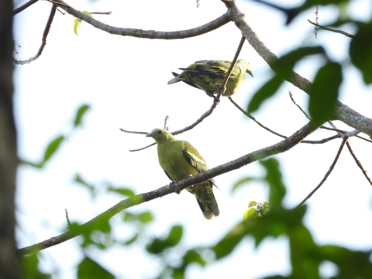 Andaman Green-Pigeon - ML635414220