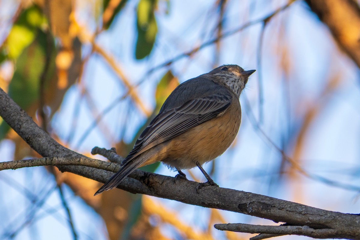 Rufous Whistler - ML635414221