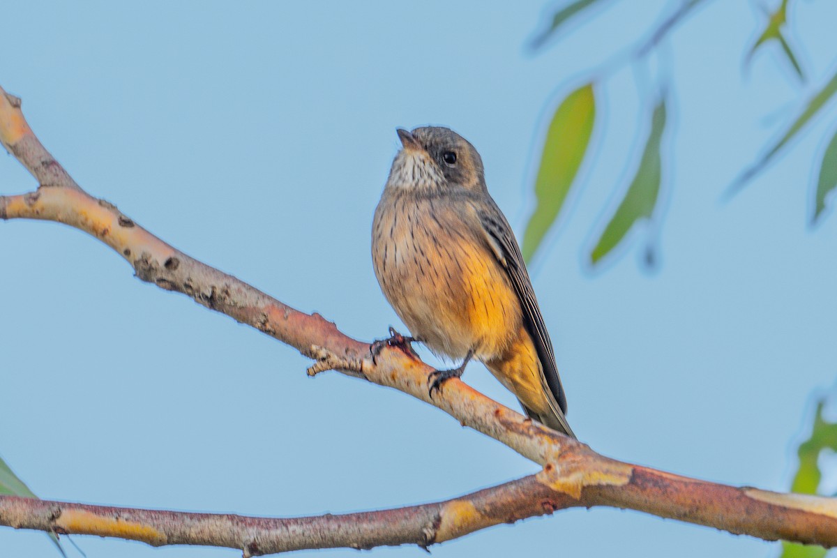 Rufous Whistler - ML635414222
