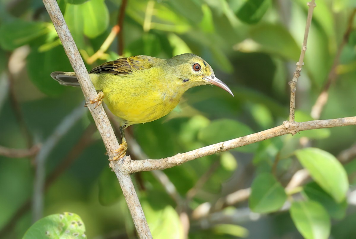 Brown-throated Sunbird - ML635414223