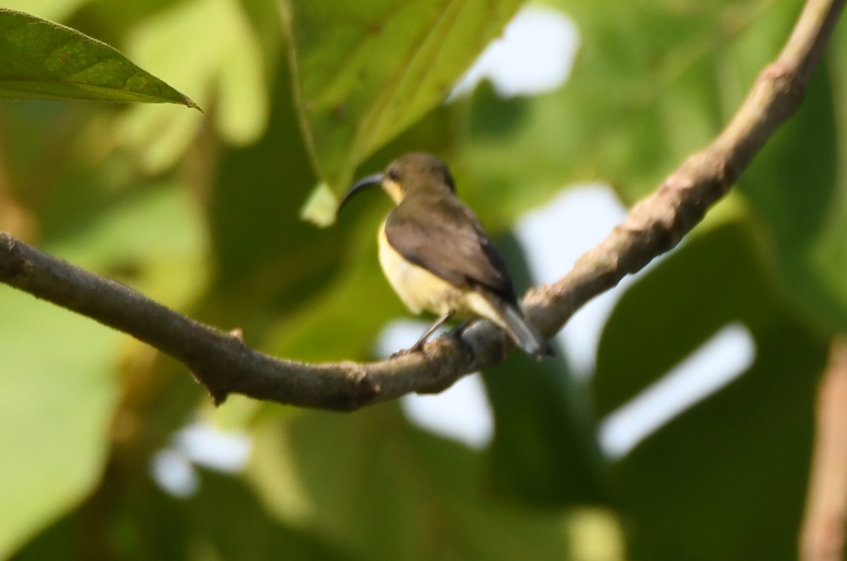 Purple-rumped Sunbird - ML635414224