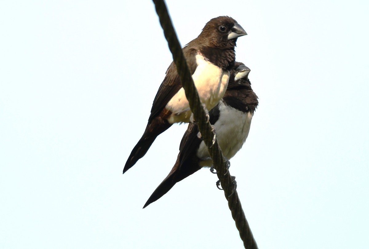 White-rumped Munia - ML635414225