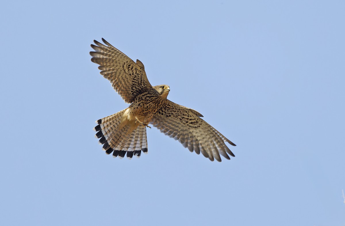 Eurasian Kestrel - ML635414226