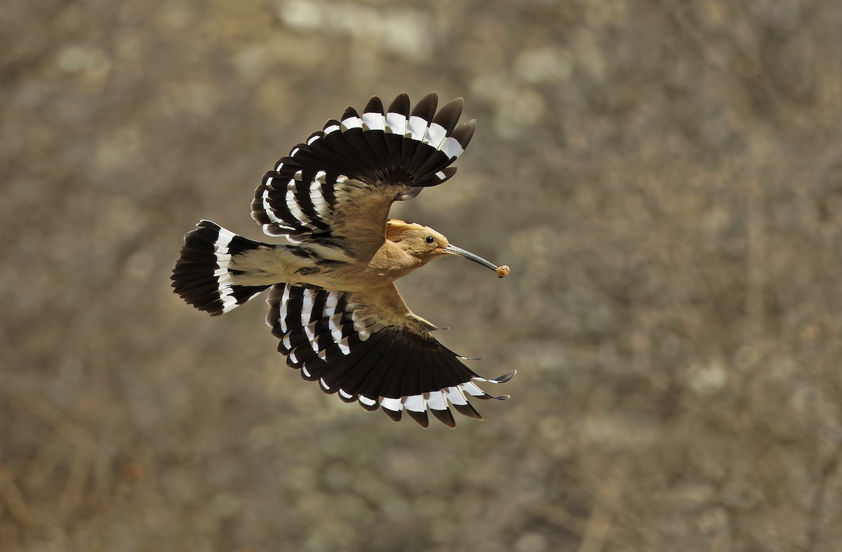 Eurasian Hoopoe - ML635414227