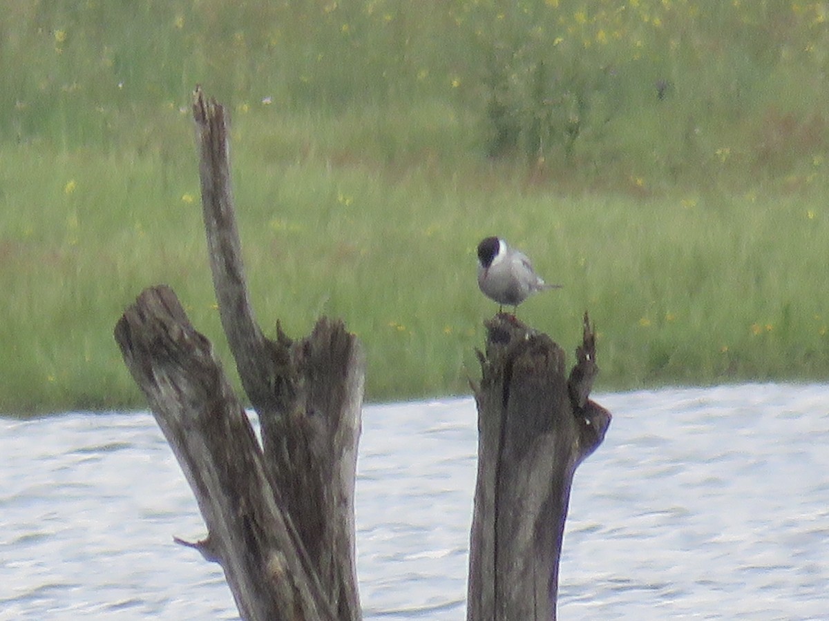 Whiskered Tern - ML635414228