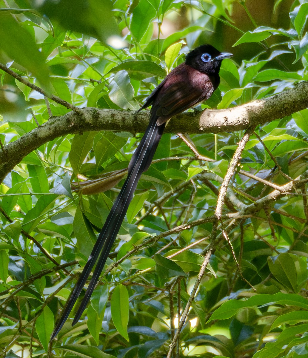 Black Paradise-Flycatcher - ML635414483