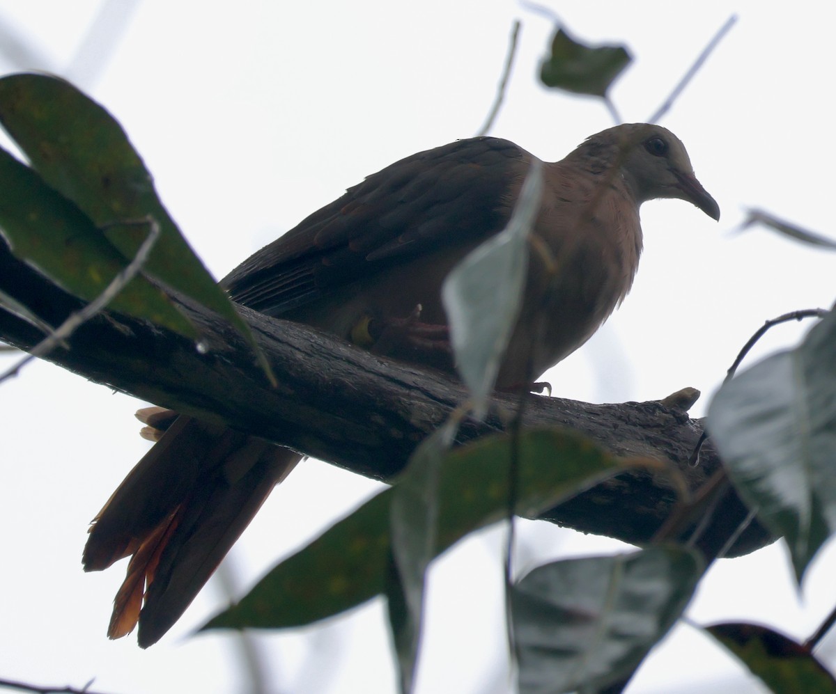 Pink Pigeon - ML635414511