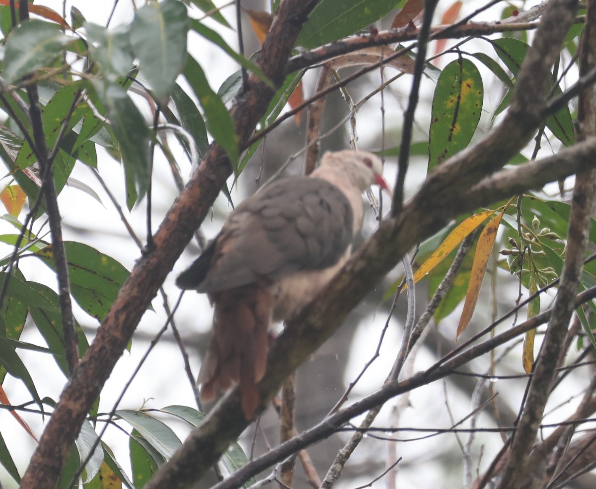 Pink Pigeon - ML635414512