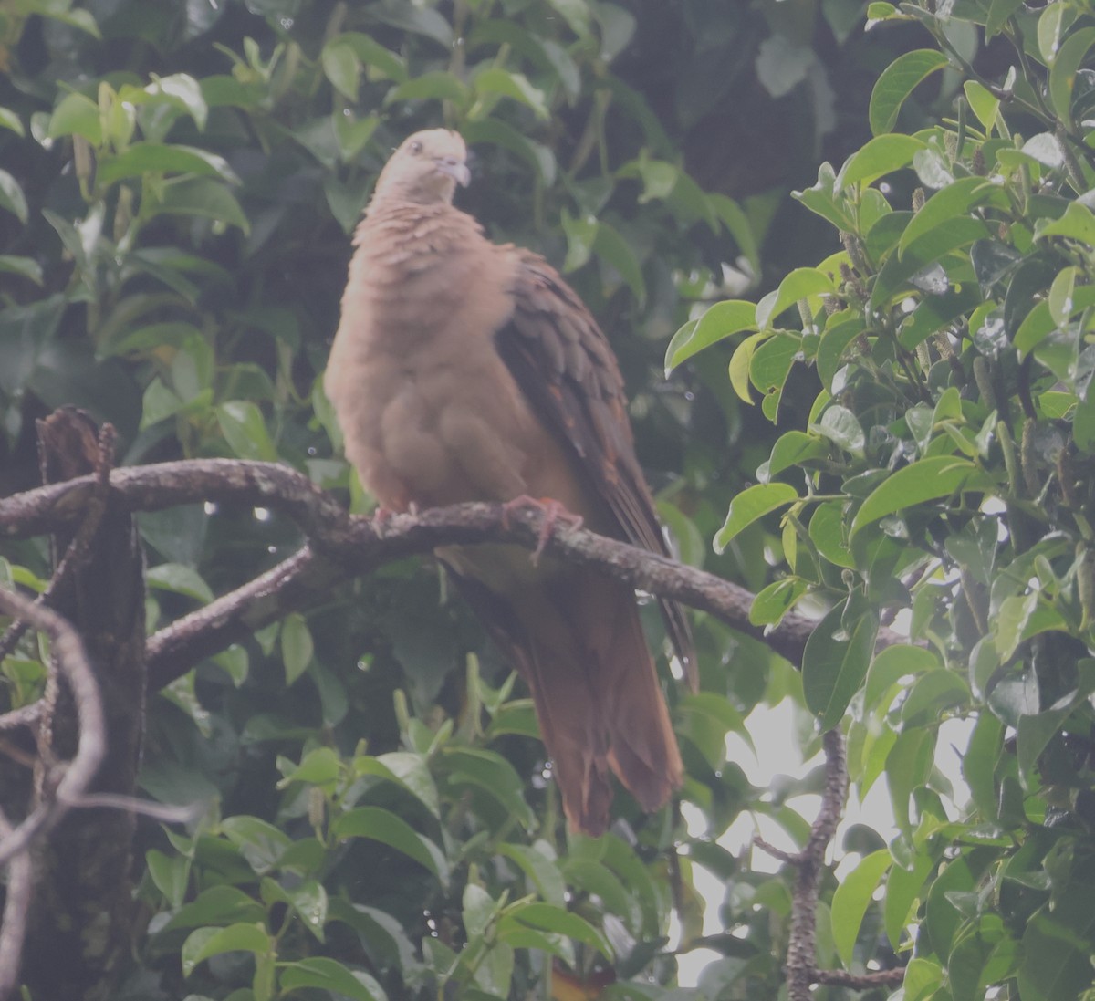 Pink Pigeon - ML635414513