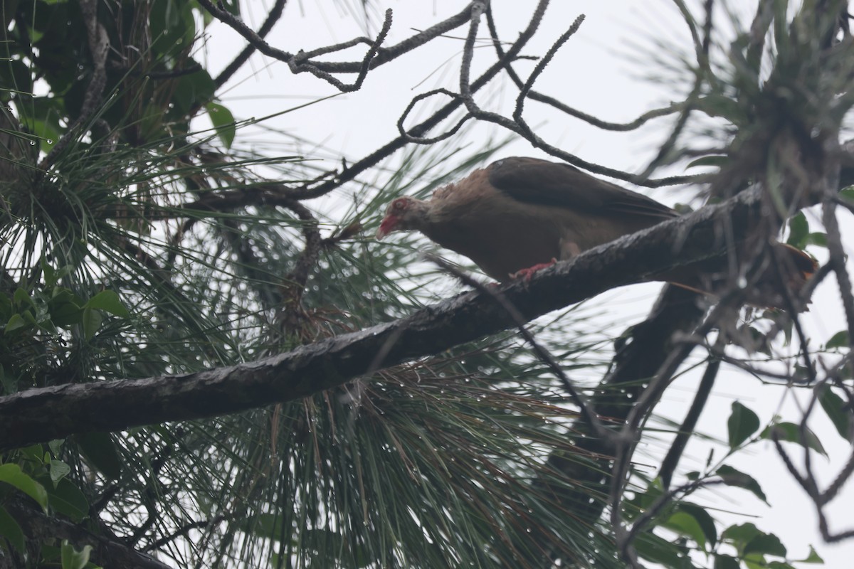 Pink Pigeon - ML635414514